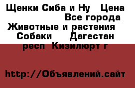 Щенки Сиба и Ну › Цена ­ 35000-85000 - Все города Животные и растения » Собаки   . Дагестан респ.,Кизилюрт г.